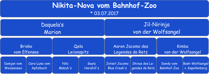 Nikita-Nova vom Bahnhof-Zoo * 03.07.2017 Daquela‘s  Morion Jil-Nirinja  von der Wolfsangel Brisko  vom Elfensee Qela  Leiionspitz Aaron Jacomo des Legendes de Retz Kimba  von der Wolfsangel Damjan vom Weissensee Cara-Luna vom Apfelbach Nilo  Mabuh's Gayla  Harahill's Jetset Jacomo Blue Creek's Dandy vom Bahnhof-Zoo Shivas des Le-gendes de Retz Bash-Wolfsangel v. Kapellenberg