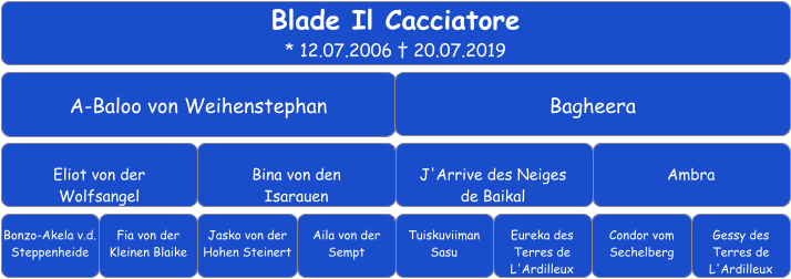 Blade Il Cacciatore * 12.07.2006 † 20.07.2019  A-Baloo von Weihenstephan Bagheera Eliot von der  Wolfsangel Bina von den  Isarauen J'Arrive des Neiges  de Baikal Ambra Bonzo-Akela v.d. Steppenheide Fia von der Kleinen Blaike Jasko von der Hohen Steinert Aila von der Sempt Tuiskuviiman Sasu Condor vom Sechelberg Eureka des Terres de L'Ardilleux Gessy des Terres de L'Ardilleux