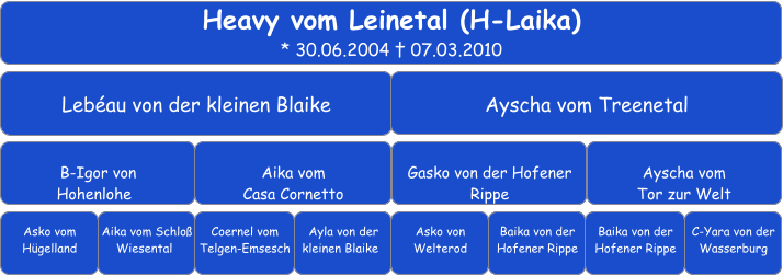 Heavy vom Leinetal (H-Laika) * 30.06.2004 † 07.03.2010 Lebéau von der kleinen Blaike Ayscha vom Treenetal  B-Igor von  Hohenlohe	 Aika vom  Casa Cornetto Gasko von der Hofener Rippe  Ayscha vom  Tor zur Welt  Asko vom Hügelland Aika vom Schloß     Wiesental	 Coernel vom Telgen-Emsesch	 Ayla von der kleinen Blaike	 Asko von Welterod   Baika von der Hofener Rippe   Baika von der Hofener Rippe   C-Yara von der Wasserburg