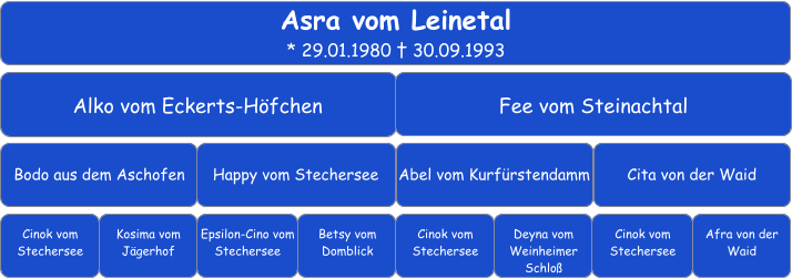 Asra vom Leinetal * 29.01.1980 † 30.09.1993 Alko vom Eckerts-Höfchen	 Fee vom Steinachtal     Bodo aus dem Aschofen	 Happy vom Stechersee	 Abel vom Kurfürstendamm     Cita von der Waid     Cinok vom Stechersee Kosima vom Jägerhof Epsilon-Cino vom Stechersee Betsy vom Domblick Cinok vom Stechersee    Cinok vom Stechersee   Deyna vom Weinheimer Schloß      Afra von der Waid