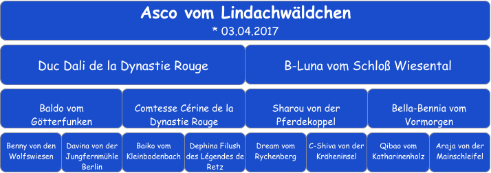 Asco vom Lindachwäldchen * 03.04.2017 Duc Dali de la Dynastie Rouge B-Luna vom Schloß Wiesental Baldo vom  Götterfunken Comtesse Cérine de la Dynastie Rouge Sharou von der Pferdekoppel Bella-Bennia vom Vormorgen Benny von den Wolfswiesen Davina von der Jungfernmühle Berlin Baiko vom Kleinbodenbach Dephina Filush des Légendes de Retz Dream vom Rychenberg Qibao vom Katharinenholz C-Shiva von der Kräheninsel Araja von der Mainschleifel