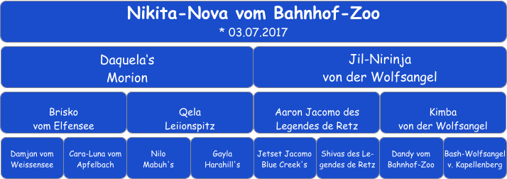 Nikita-Nova vom Bahnhof-Zoo * 03.07.2017 Daquela‘s  Morion Jil-Nirinja  von der Wolfsangel Brisko  vom Elfensee Qela  Leiionspitz Aaron Jacomo des Legendes de Retz Kimba  von der Wolfsangel Damjan vom Weissensee Cara-Luna vom Apfelbach Nilo  Mabuh's Gayla  Harahill's Jetset Jacomo Blue Creek's Dandy vom Bahnhof-Zoo Shivas des Le-gendes de Retz Bash-Wolfsangel v. Kapellenberg