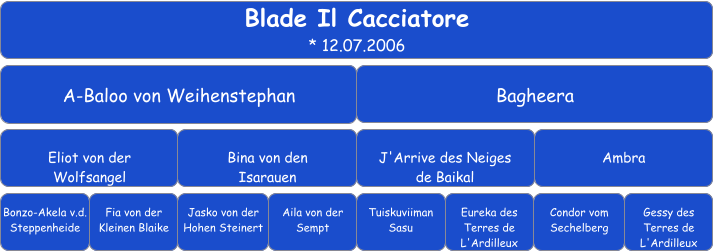 Blade Il Cacciatore * 12.07.2006 A-Baloo von Weihenstephan Bagheera Eliot von der  Wolfsangel Bina von den  Isarauen J'Arrive des Neiges  de Baikal Ambra Bonzo-Akela v.d. Steppenheide Fia von der Kleinen Blaike Jasko von der Hohen Steinert Aila von der Sempt Tuiskuviiman Sasu Condor vom Sechelberg Eureka des Terres de L'Ardilleux Gessy des Terres de L'Ardilleux