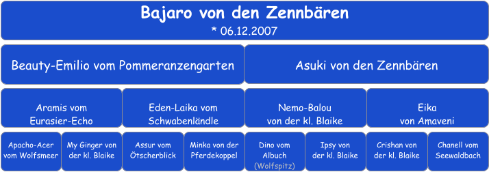 Bajaro von den Zennbären * 06.12.2007 Beauty-Emilio vom Pommeranzengarten Asuki von den Zennbären Aramis vom Eurasier-Echo Eden-Laika vom Schwabenländle Nemo-Balou von der kl. Blaike Eika von Amaveni Apacho-Acer vom Wolfsmeer My Ginger von der kl. Blaike Assur vom Ötscherblick Minka von der Pferdekoppel Dino vom Albuch (Wolfspitz) Crishan von der kl. Blaike Ipsy von  der kl. Blaike Chanell vom Seewaldbach