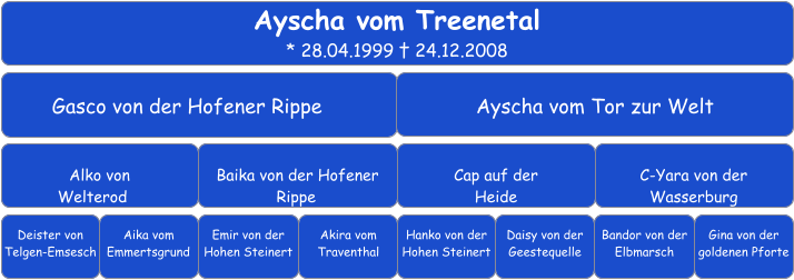 Ayscha vom Treenetal * 28.04.1999 † 24.12.2008 Gasco von der Hofener Rippe	 Ayscha vom Tor zur Welt   Alko von  Welterod	 Baika von der Hofener Rippe	 Cap auf der  Heide   C-Yara von der Wasserburg   Deister von Telgen-Emsesch	 Aika vom Emmertsgrund		 Emir von der Hohen Steinert		 Akira vom Traventhal Hanko von der Hohen Steinert    Bandor von der Elbmarsch  Daisy von der Geestequelle    Gina von der goldenen Pforte