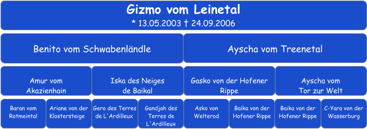 Gizmo vom Leinetal  * 13.05.2003 † 24.09.2006 Benito vom Schwabenländle Ayscha vom Treenetal  Amur vom  Akazienhain Iska des Neiges  de Baikal Gasko von der Hofener Rippe  Ayscha vom  Tor zur Welt  Baran vom Rotmeintal Ariane von der Klostersteige		 Gero des Terres de L'Ardilleux	 Gandjah des Terres de L'Ardilleux Asko von Welterod   Baika von der Hofener Rippe   Baika von der Hofener Rippe   C-Yara von der Wasserburg