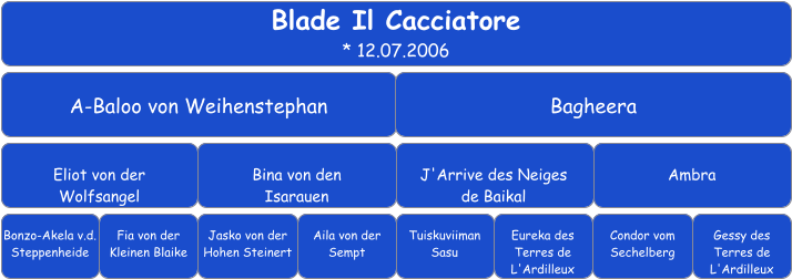 Blade Il Cacciatore * 12.07.2006 A-Baloo von Weihenstephan Bagheera Eliot von der  Wolfsangel Bina von den  Isarauen J'Arrive des Neiges  de Baikal Ambra Bonzo-Akela v.d. Steppenheide Fia von der Kleinen Blaike Jasko von der Hohen Steinert Aila von der Sempt Tuiskuviiman Sasu Condor vom Sechelberg Eureka des Terres de L'Ardilleux Gessy des Terres de L'Ardilleux
